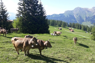 Biohof Pajüel Tschiertschen