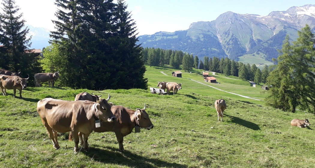 Biohof Pajüel Tschiertschen