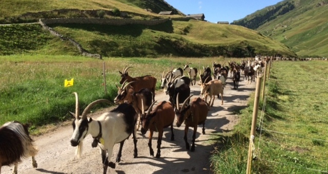 Ziegen auf der Geissalp Peil