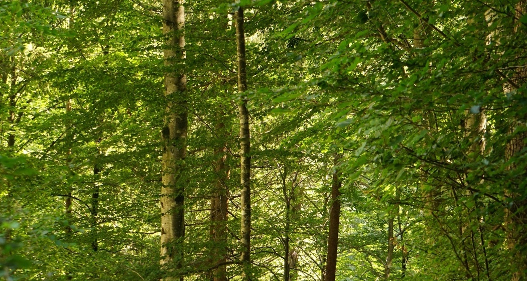 Wald kurz vor dem Bad Serneus