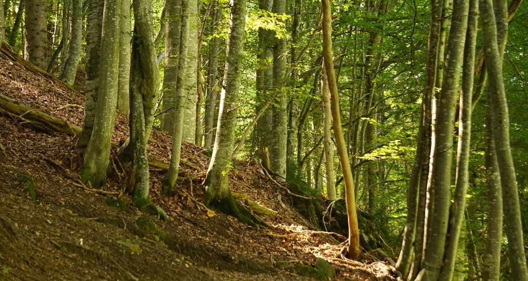 Wald beim Aufstieg auf den Sunniberg