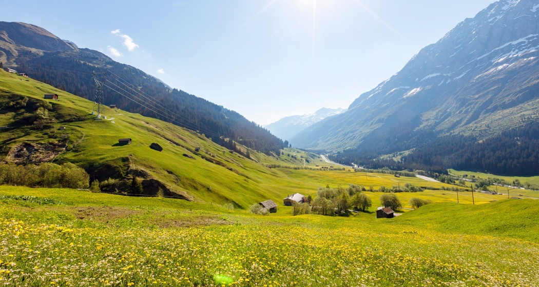 Bergwiesen Rheinwald