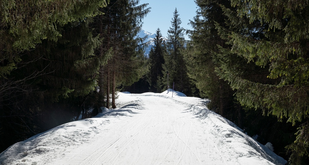 Schlittelpiste Foppa-Flims (oua_43225741_image)