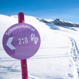 Snowshoe trail No 545 Grauberg (oua_43228060_image)