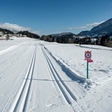 Piste de ski de fond Sagogn piste pour chiens (oua_43244711_image)