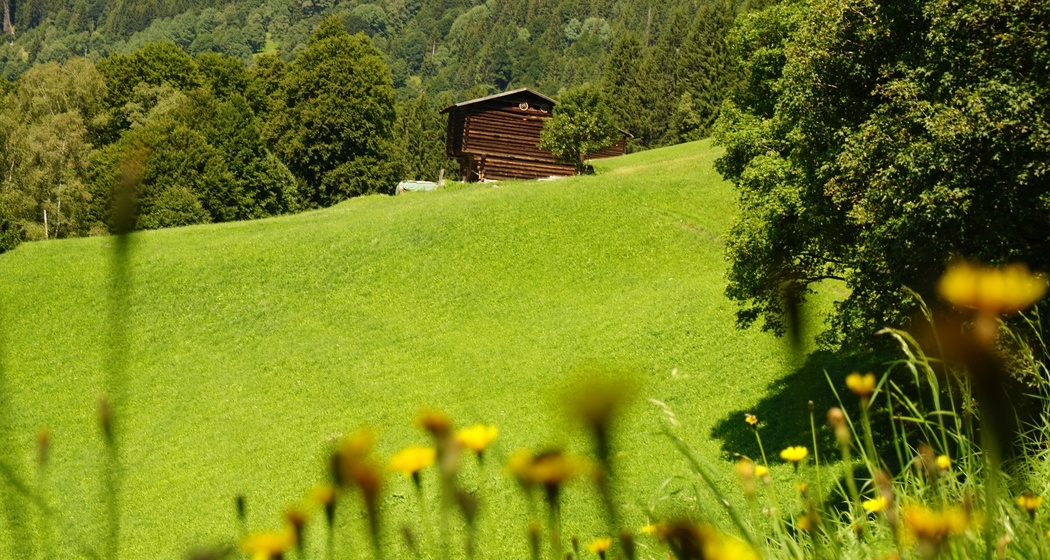 Auf dem Weg zwischen dem Alpenrösli und dem Schlappintobel