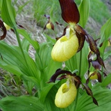 Orchideenweg - Senda d’orchideas (oua_43758129_image)