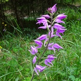 Orchideenweg - Senda d’orchideas (oua_43758131_image)