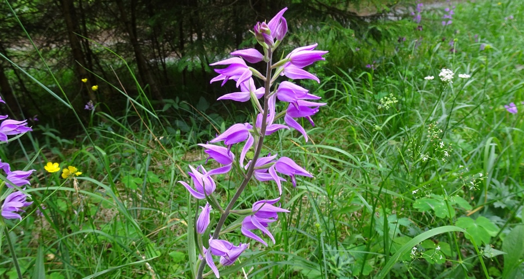 Orchideenweg - Senda d’orchideas (oua_43758131_image)