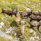 Bouquetins dans le parc naturel Beverin