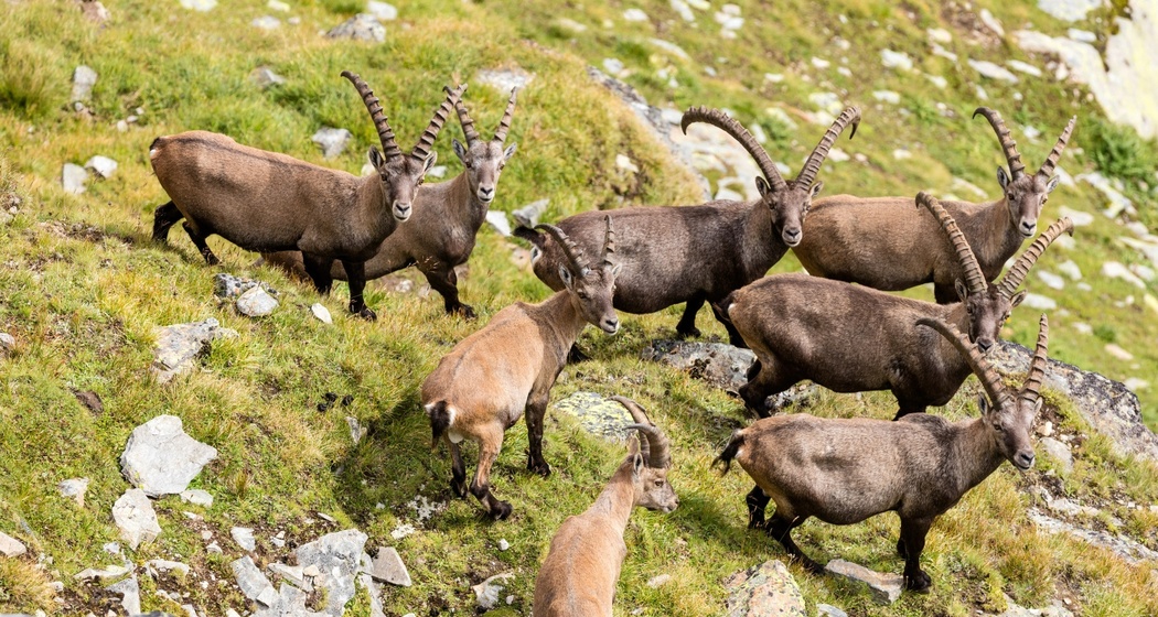 Steinböcke im Naturpark Beverin