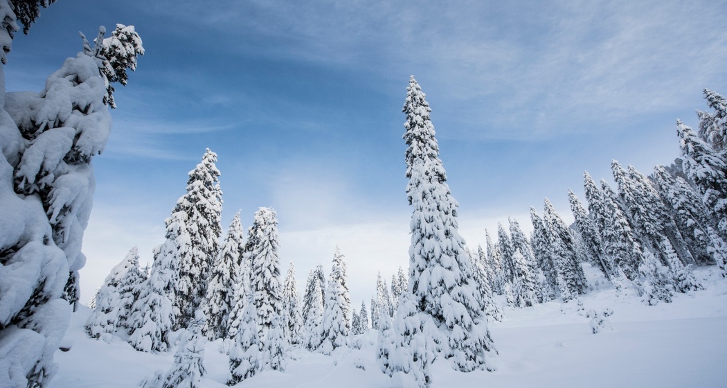 Verschneite Landschaft im Rheinwald