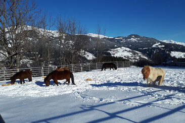 Reitschule Islandpferdehof Valata