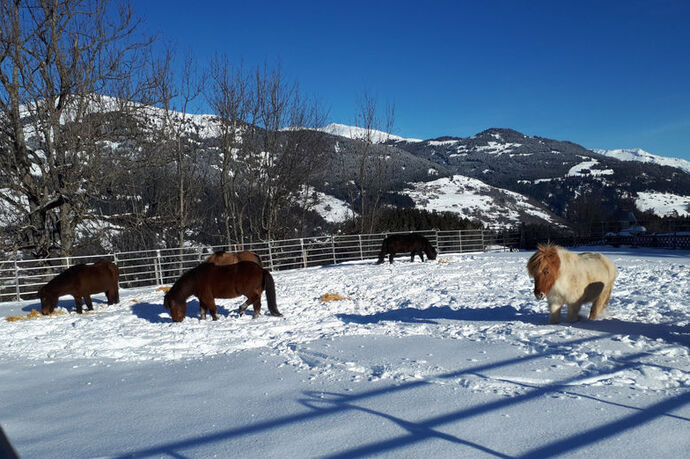 Reitschule Islandpferdehof Valata