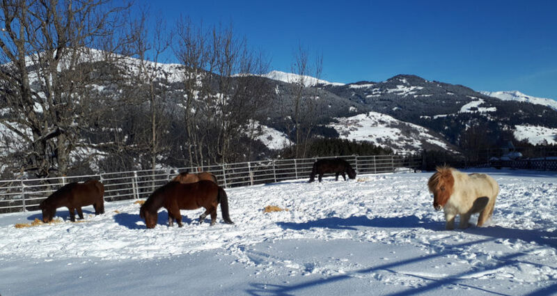 Reitschule Islandpferdehof Valata