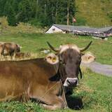 Percorso ad anello a Klosters tappa 4 - Percorso ad anello delle alpi (oua_45097120_image)