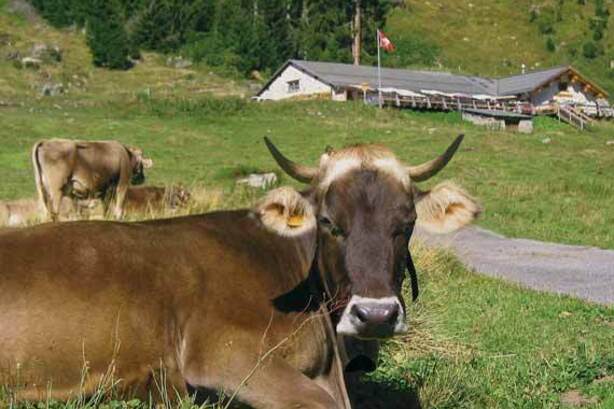 Chemin de randonnée circulaire à Klosters Étape 4 - Parcours des alpages (oua_45097120_image)