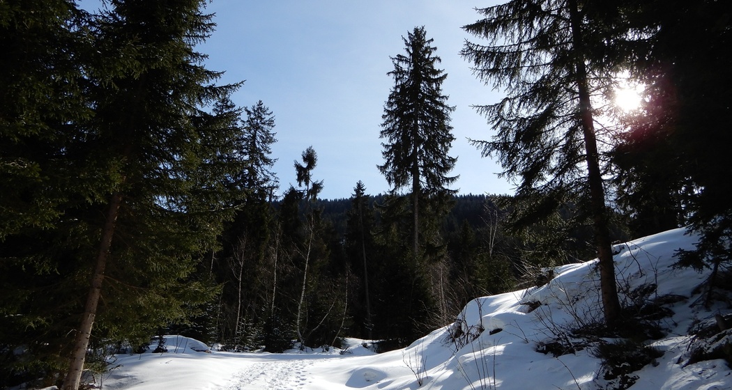 Aufstieg durch den Wald