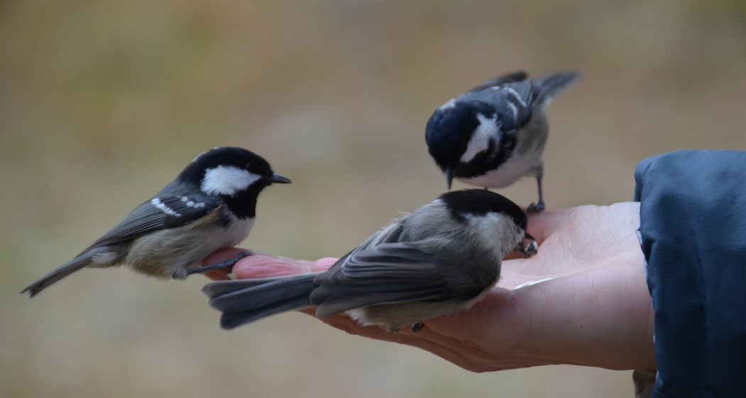 Vögelfüttern im Val Roseg