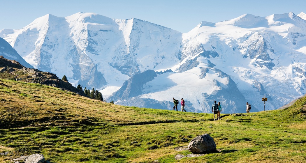Blick von der Alp Languard zur Bernina Gruppe