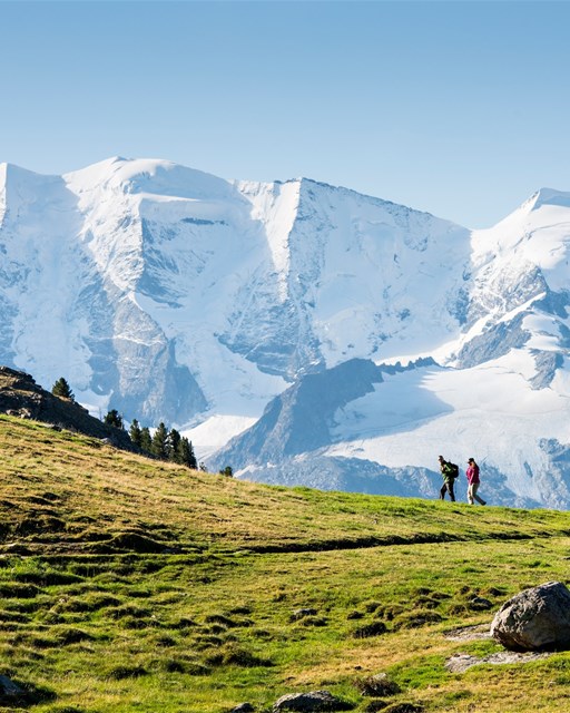 View of the Bernina Groupe from Alp Languard