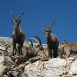Steinböcke im Albris Gebiet