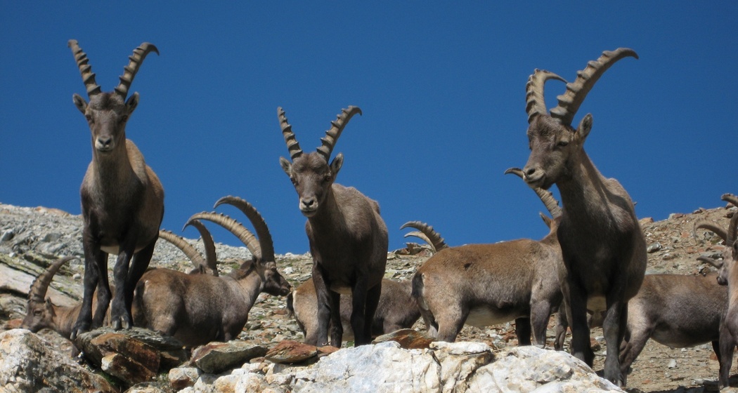 Steinböcke im Albris Gebiet