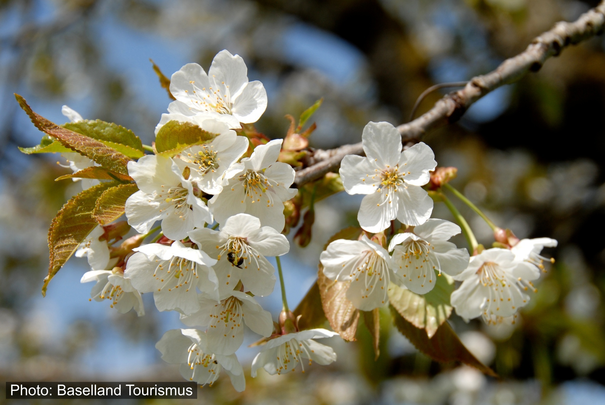 Baselbieter Chirsiweg