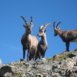 Stambecchi nell'area di Albris