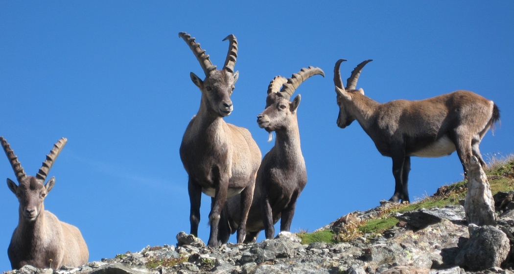 Steinböcke im Albris Gebiet
