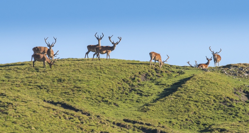 Hirsche im Val Trupchun