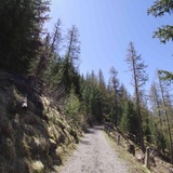 À travers la forêt en direction d'Arpiglia