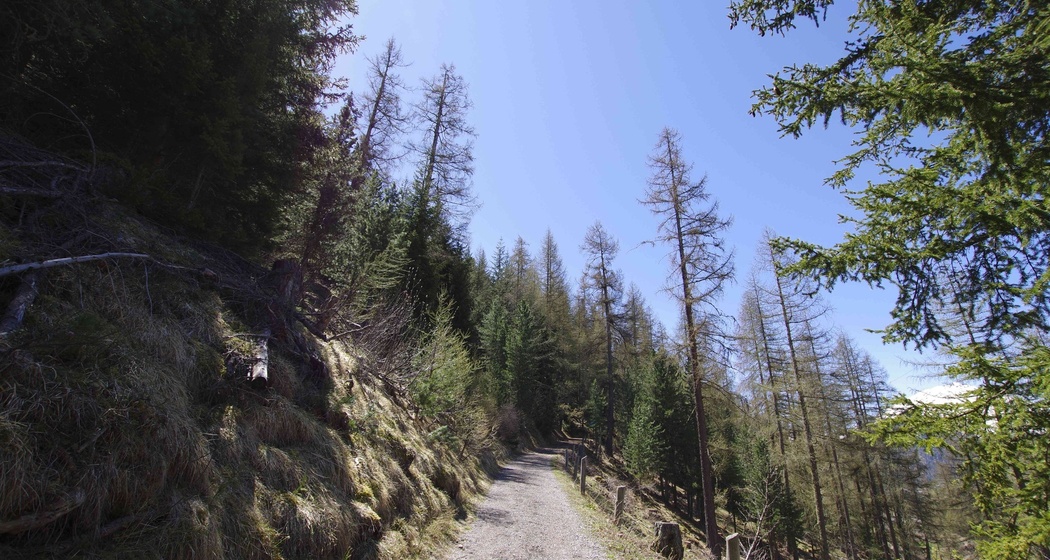 Durch den Wald hoch Richtung Arpiglia