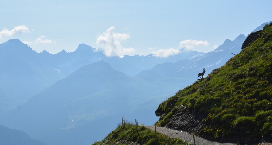 Trailrun Tigignas - Somtgant - Savognin (oua_49466913_image)