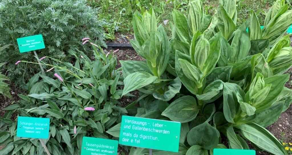 Heilkräutergarten vor dem Museum - Iert d’ ervas medicinalas (oua_49664646_image)