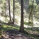 rooty Löser Trail
