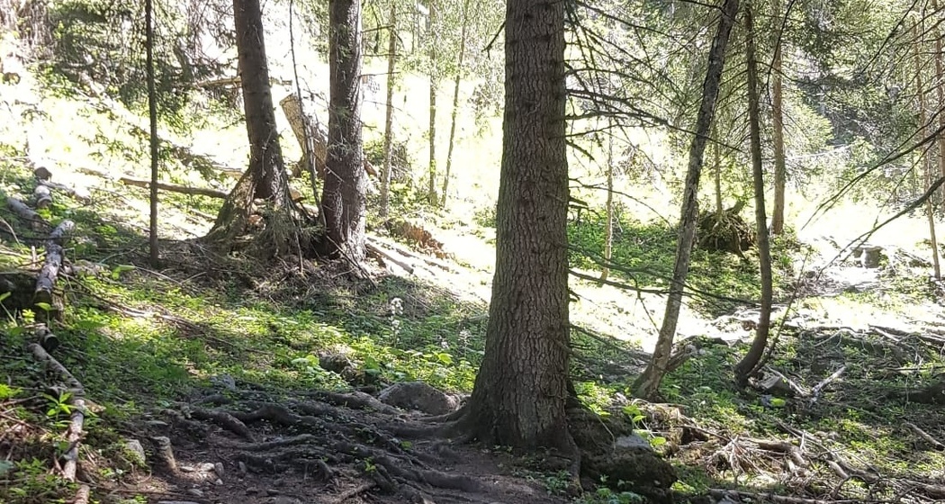wurzliger Löser Trail