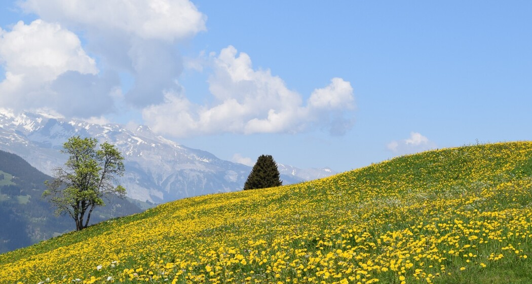 Gipfeltour von Surcuolm auf den Piz Mundaun (oua_50160818_image)