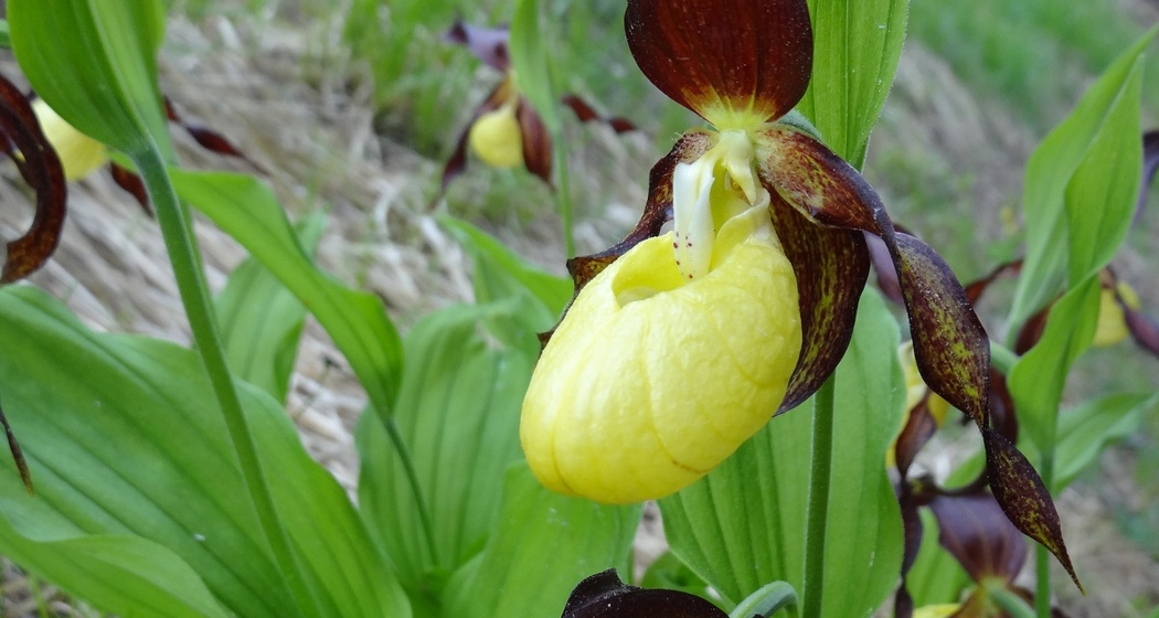 Orchideenwanderung am Lag digl Oberst in Laax (oua_50208034_image)