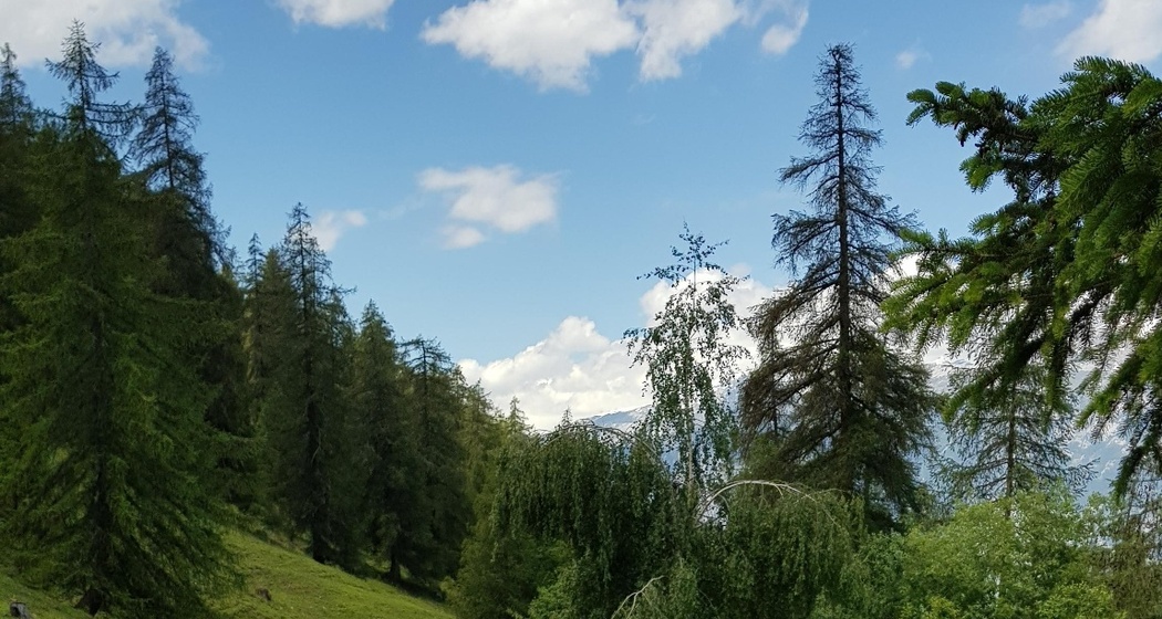 Trail von Tschiertschen nach Praden