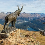 Lo stambecco Guardia Grischun sul Piz Nair veglia sull'Alta Engadina