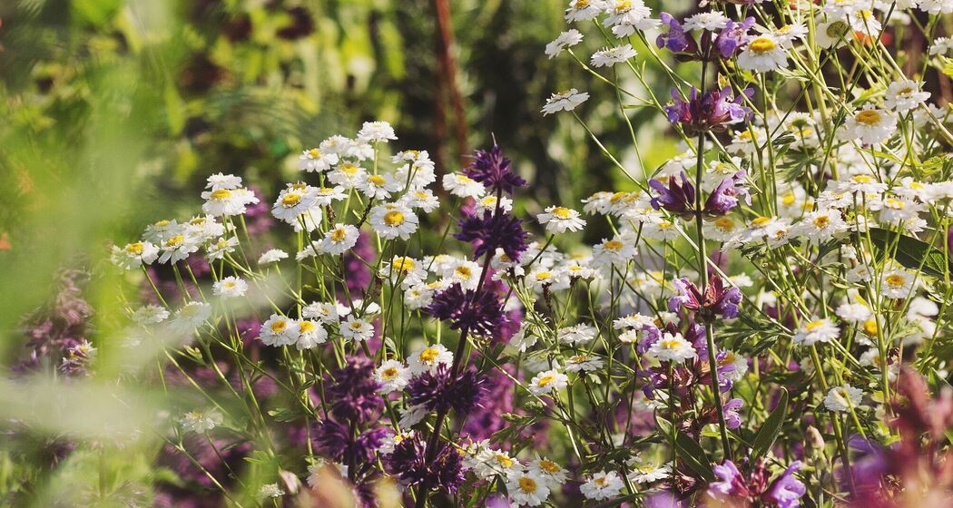 Bauernhof und Schaugarten Schnider, Surcuolm (oua_50792422_image)
