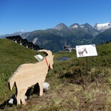 Ziege auf dem Kräuterpfad