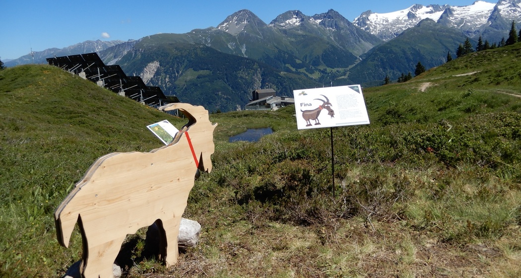 Ziege auf dem Kräuterpfad