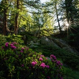 Via Alpina nel Moesano - Passo Balniscio - B.tta Pianca Geneura (oua_51747740_image)