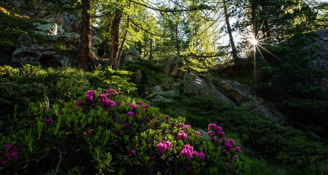 Via Alpina nel Moesano - Passo Balniscio - B.tta Pianca Geneura (oua_51747740_image)