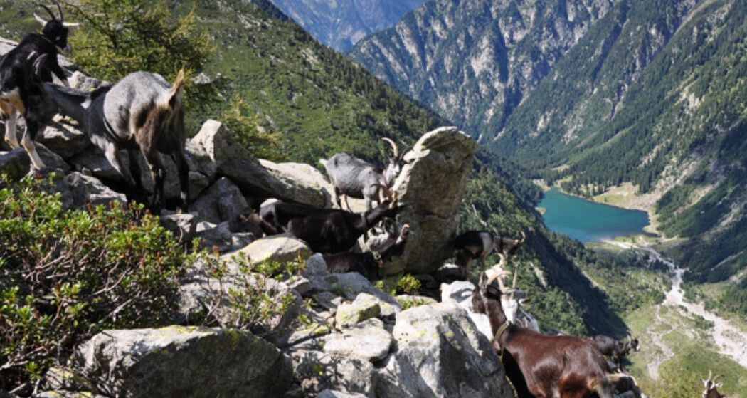 Bocchetta d'Agnon - le vie del Viandante (oua_51747931_image)