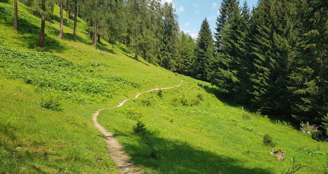 Wiesen-Trail unterhalb von Brambrüesch