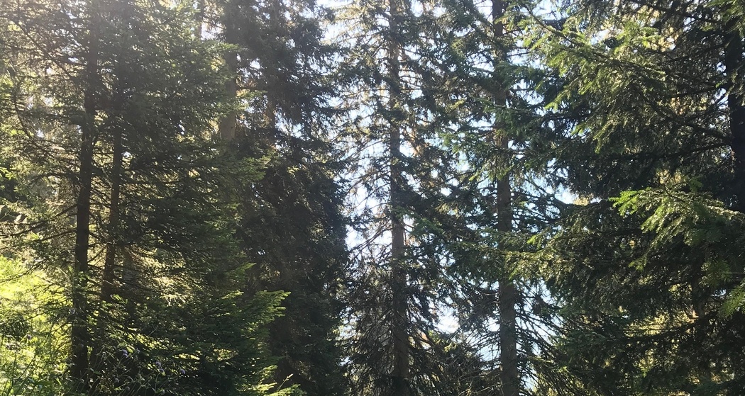 Via Engiadina Etappe 12: Tschlin – Vinadi [SchweizMobil-Nr. 87] (oua_52319490_image)