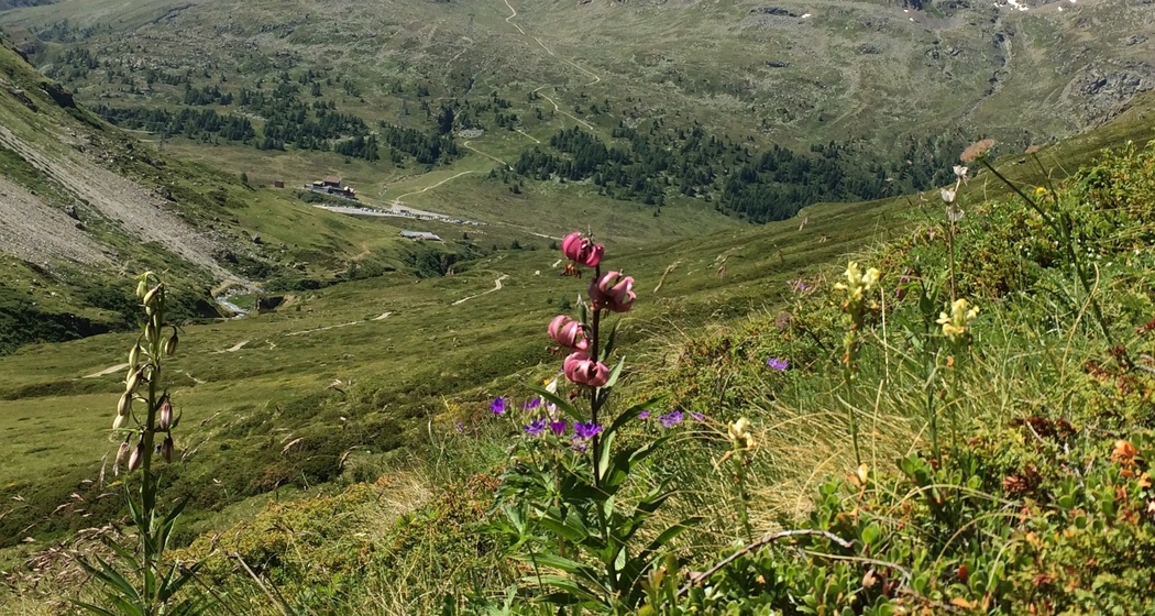 Türkenbund im Val da Fain